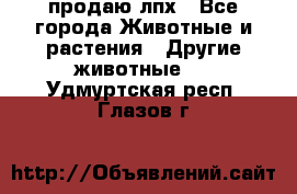 продаю лпх - Все города Животные и растения » Другие животные   . Удмуртская респ.,Глазов г.